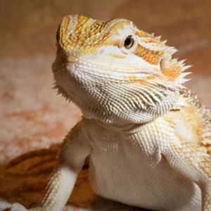 Meet your Posher, Marcos